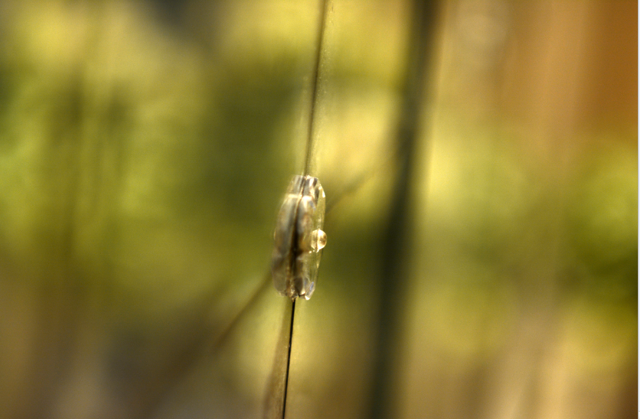 -egerton-gardens-image